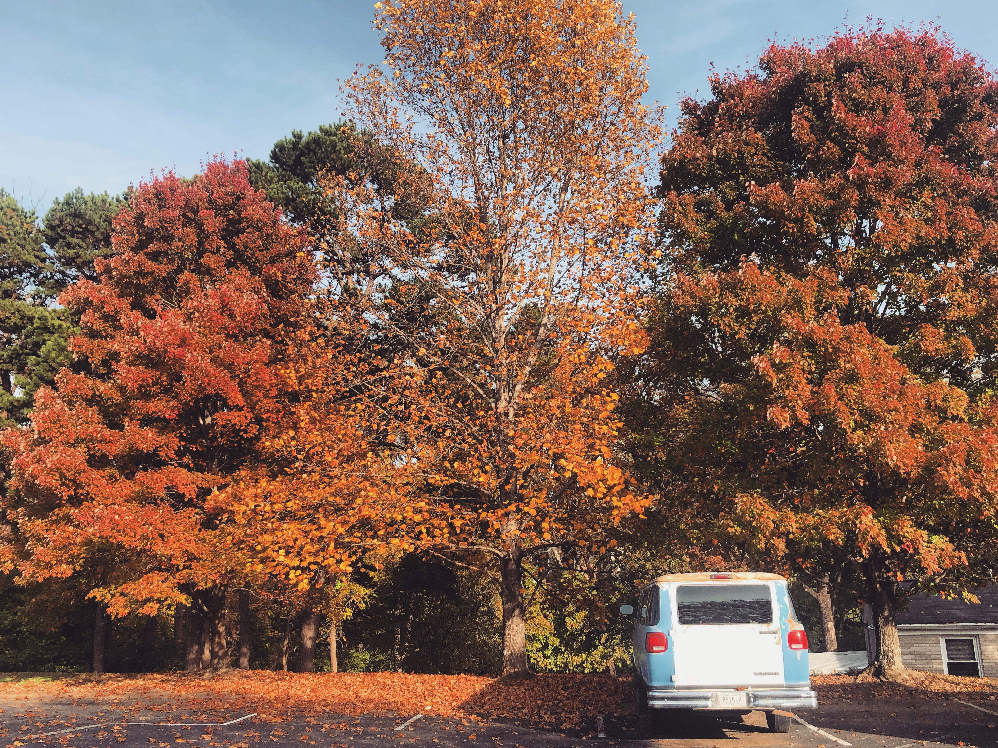 Honoring autumn trees and the ones who wait for them. 